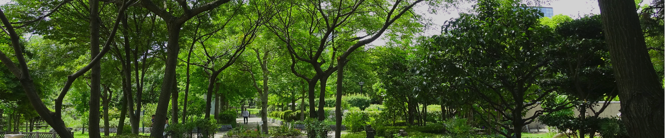 Green urban tree canopy in Mountain View